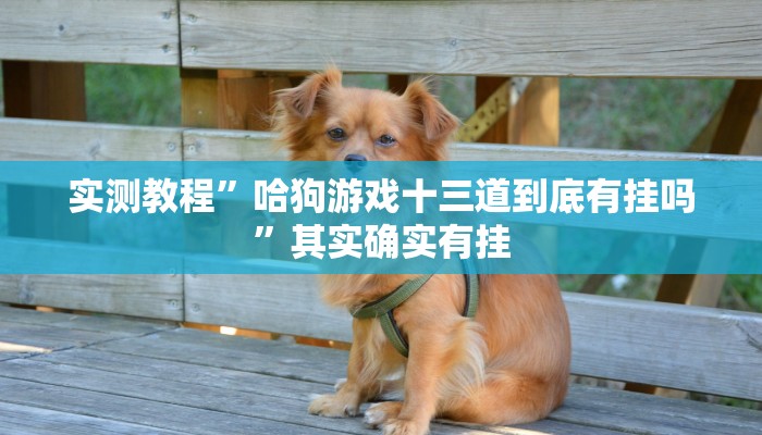 实测教程”哈狗游戏十三道到底有挂吗”其实确实有挂
